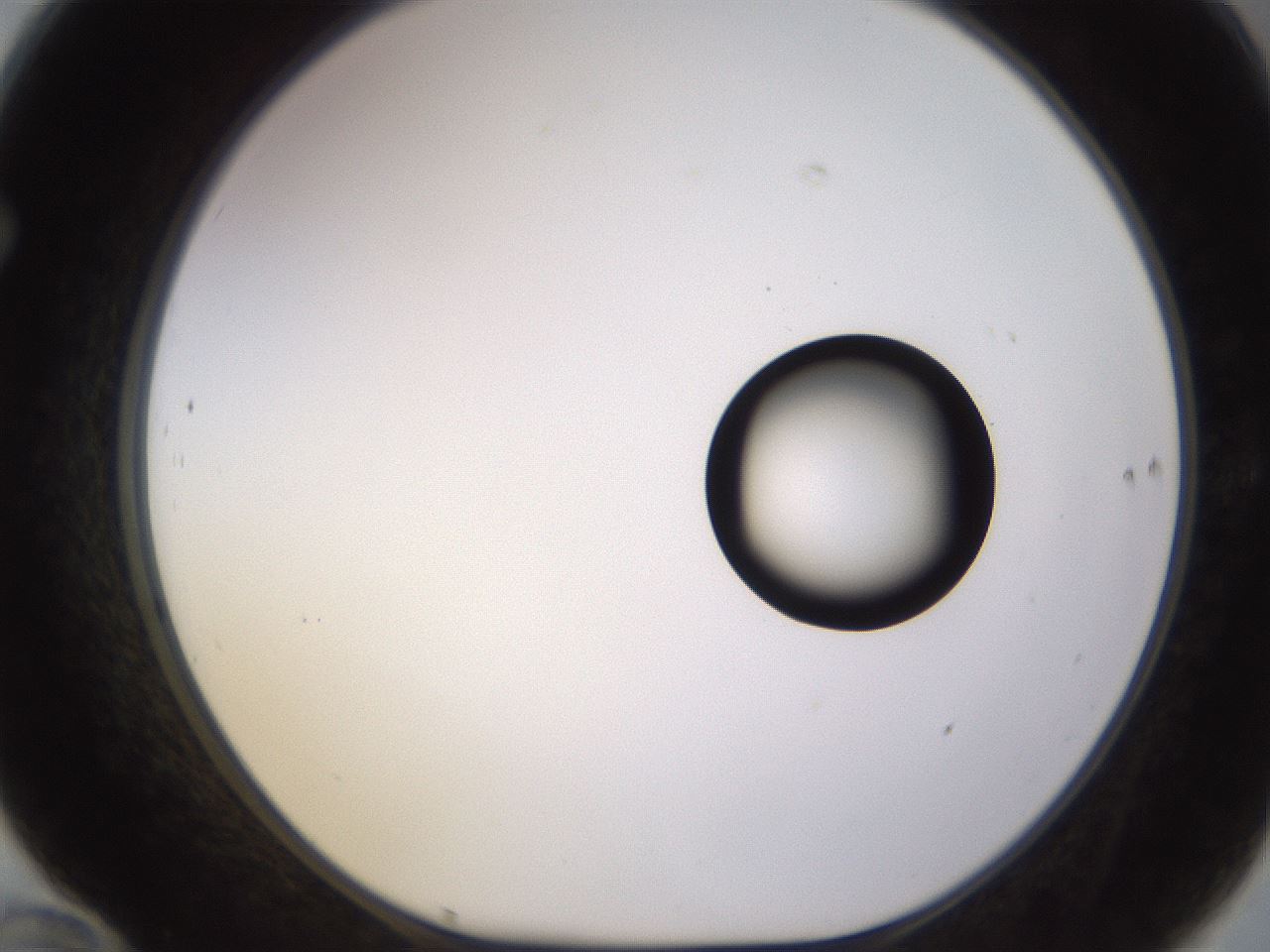 folderID535_plateID1535_batchID6230_wellNum70_profileID1_d1_r98630_ef.jpg