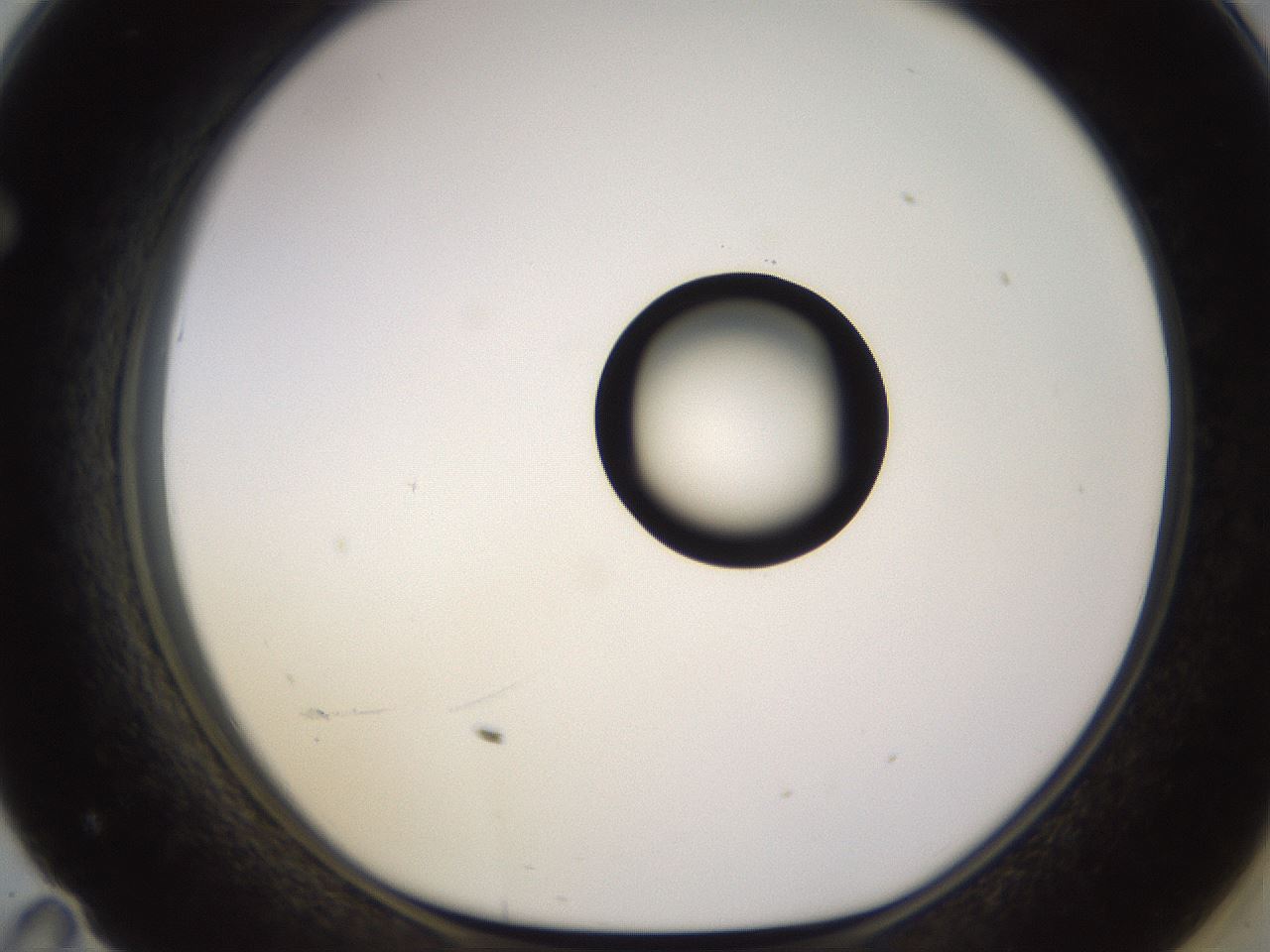 folderID535_plateID1535_batchID6230_wellNum71_profileID1_d1_r98631_ef.jpg