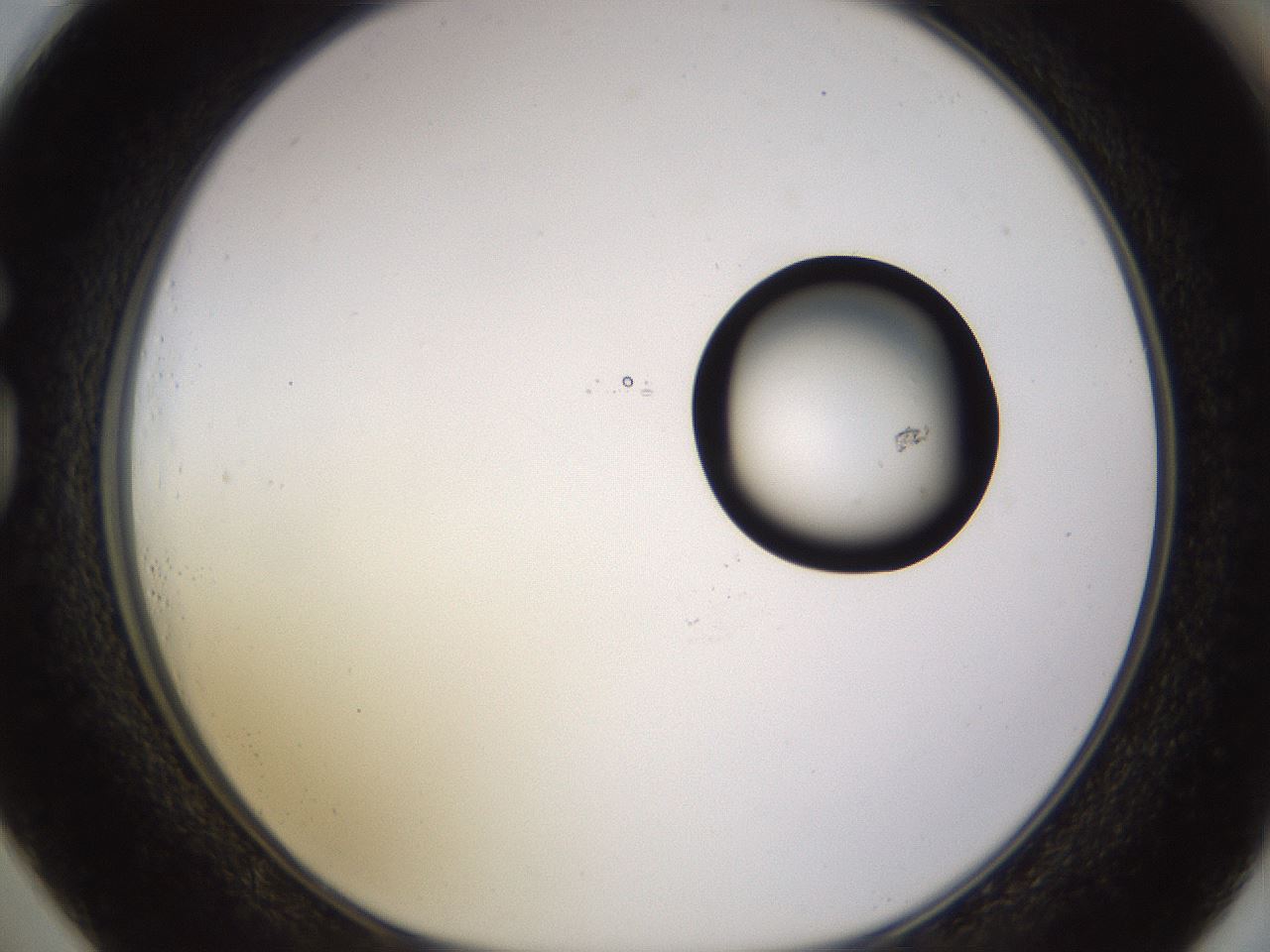 folderID535_plateID1535_batchID6230_wellNum73_profileID1_d1_r98633_ef.jpg