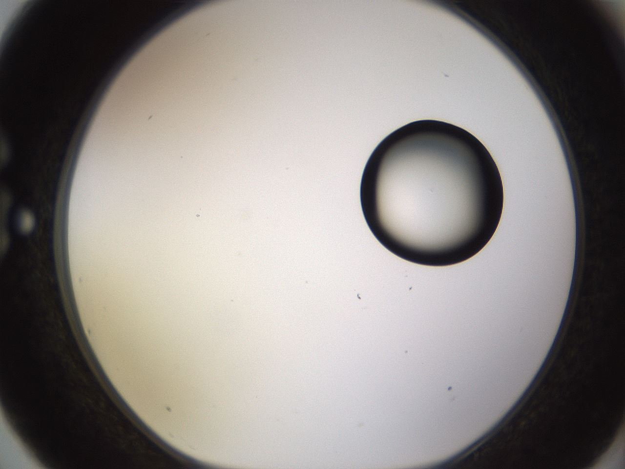 folderID535_plateID1535_batchID6230_wellNum75_profileID1_d1_r98635_ef.jpg