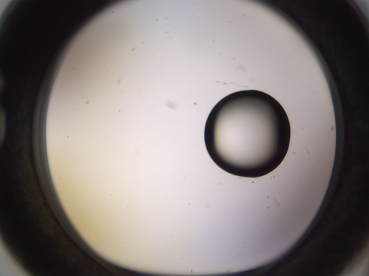folderID535_plateID1535_batchID6230_wellNum80_profileID1_d1_r98640_ef.jpg