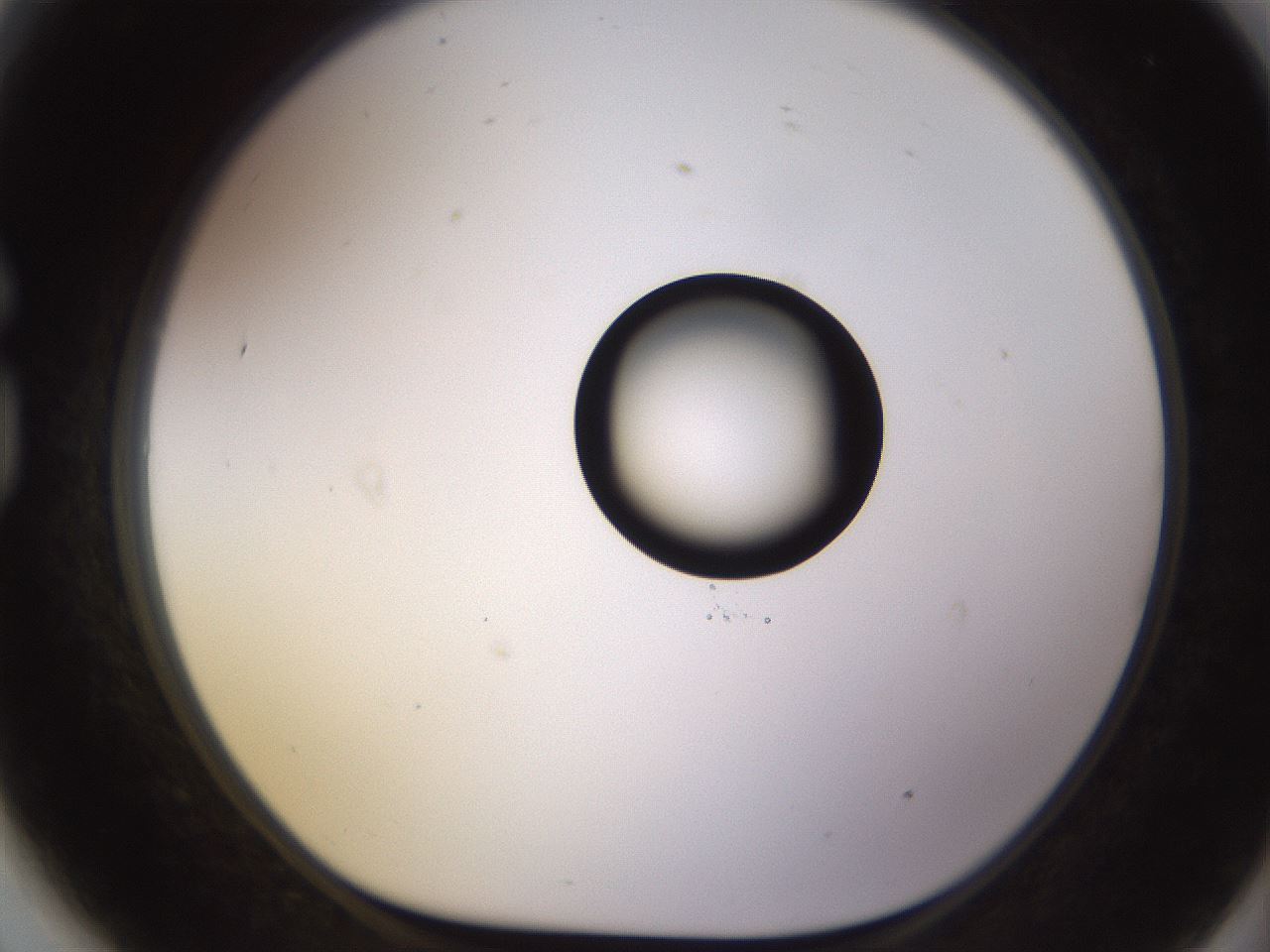 folderID535_plateID1535_batchID6230_wellNum81_profileID1_d1_r98641_ef.jpg