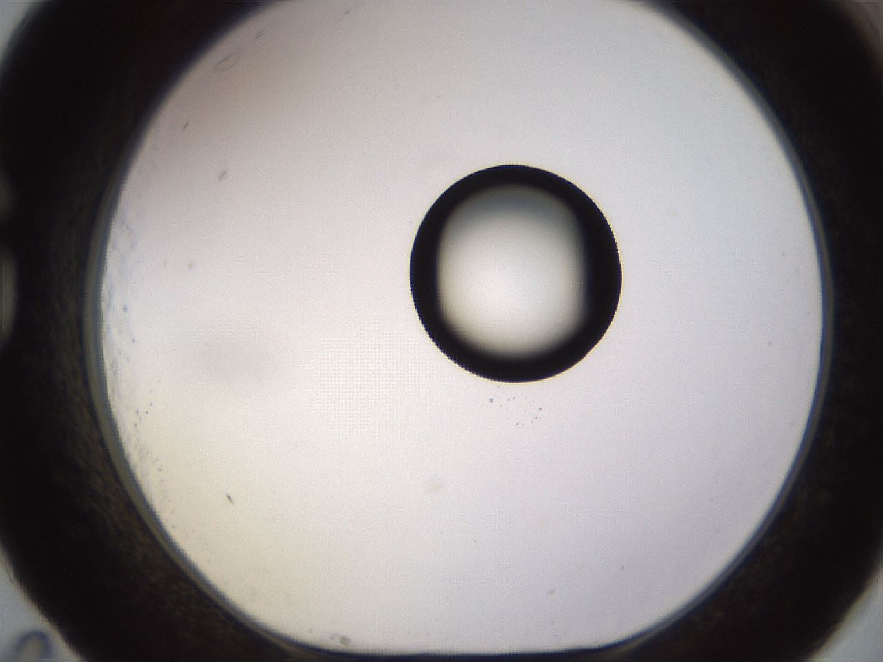 folderID535_plateID1535_batchID6230_wellNum83_profileID1_d1_r98643_ef.jpg