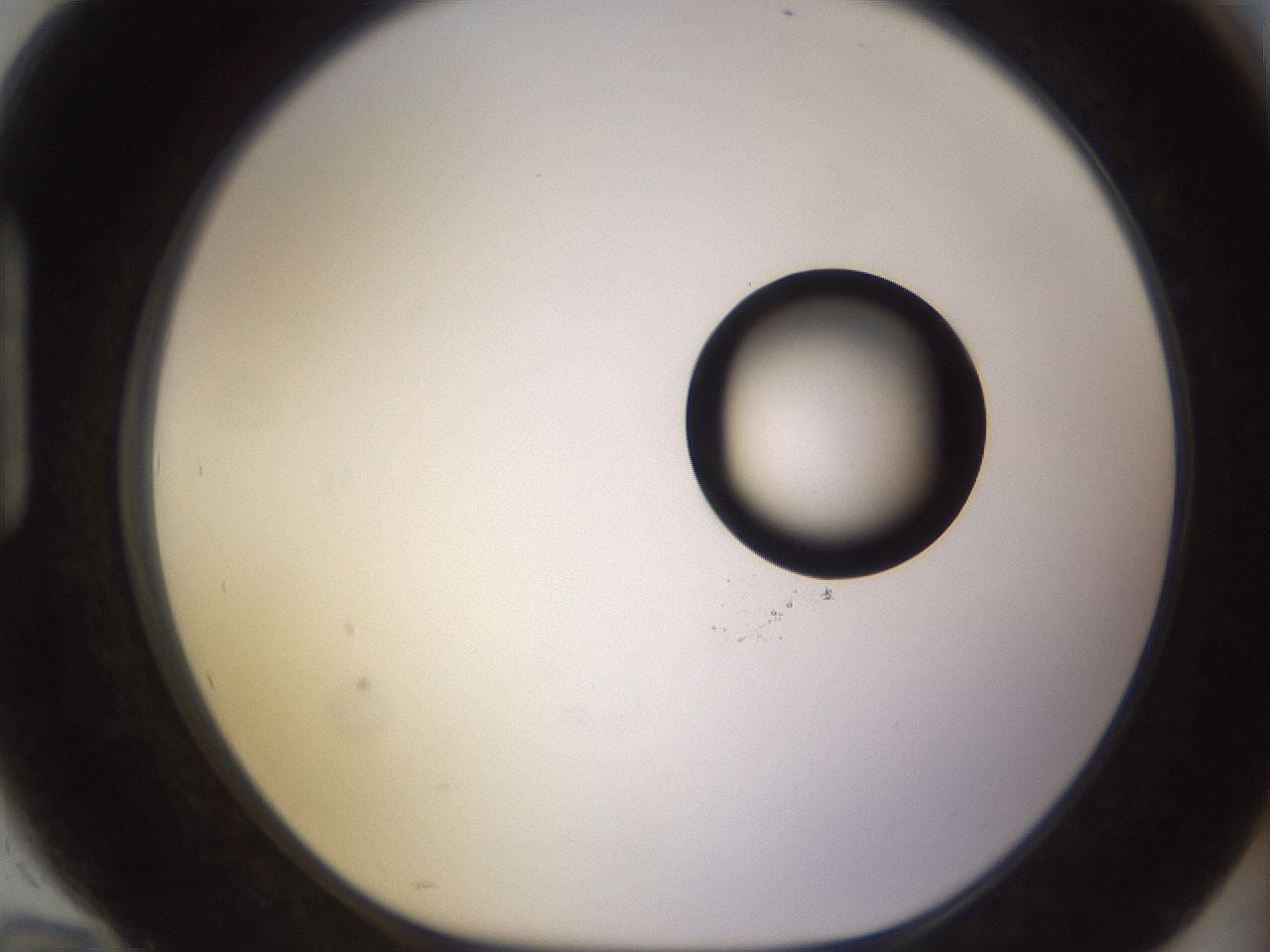 folderID535_plateID1535_batchID6230_wellNum94_profileID1_d1_r98654_ef.jpg