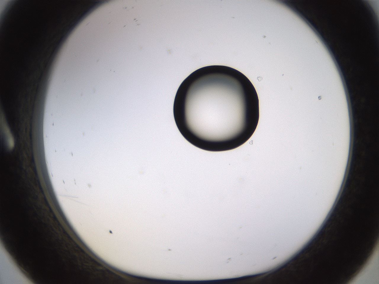 folderID535_plateID1535_batchID6230_wellNum8_profileID1_d1_r98568_ef.jpg