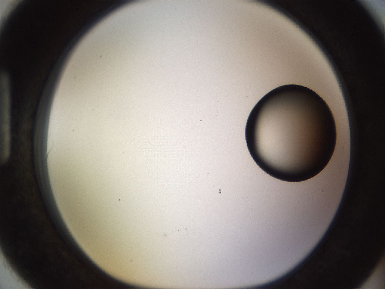 folderID535_plateID1535_batchID6230_wellNum90_profileID1_d1_r98650_ef.jpg