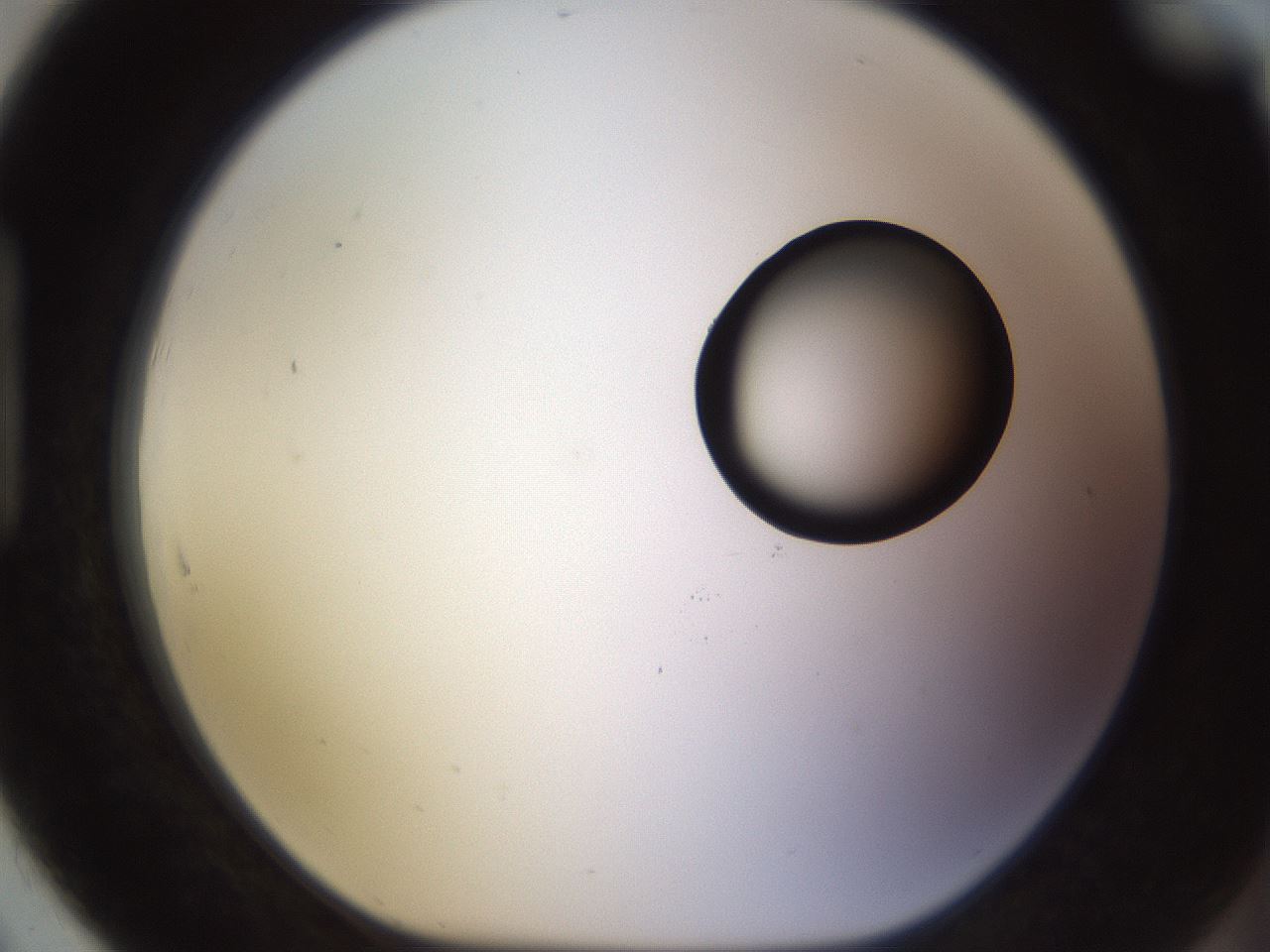 folderID535_plateID1535_batchID6230_wellNum91_profileID1_d1_r98651_ef.jpg