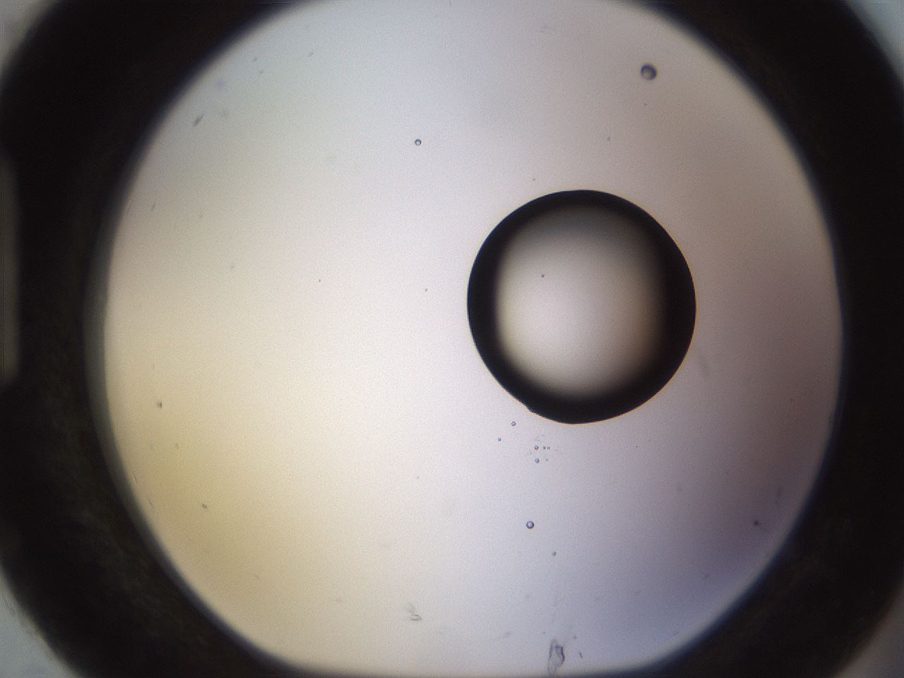 folderID535_plateID1535_batchID6230_wellNum92_profileID1_d1_r98652_ef.jpg