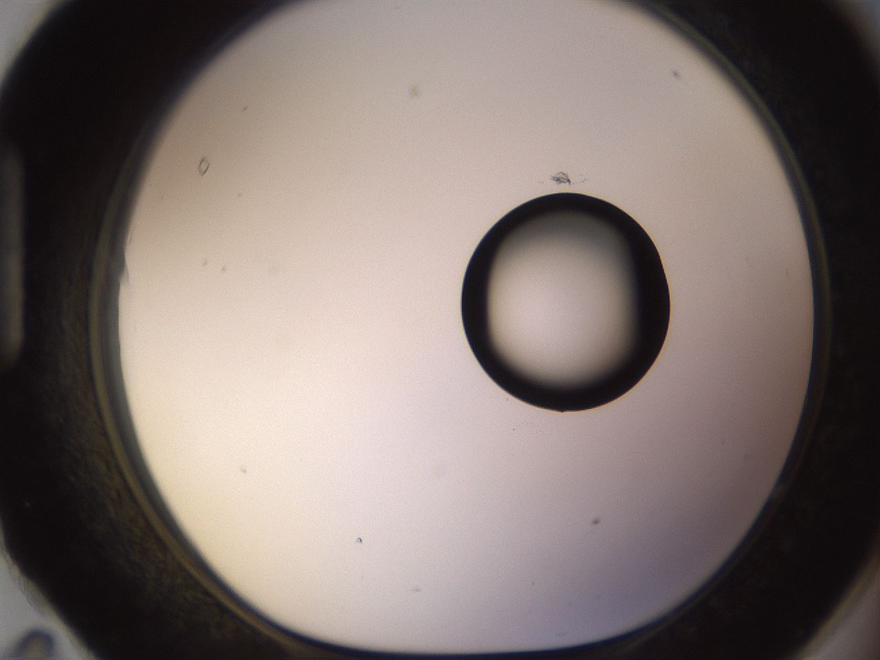 folderID535_plateID1535_batchID6230_wellNum95_profileID1_d1_r98655_ef.jpg