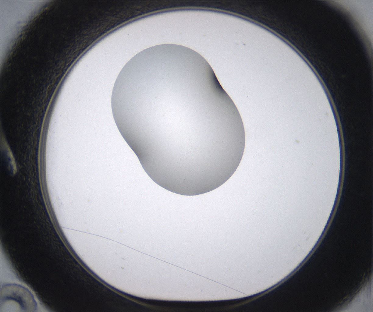 folderID535_plateID2535_batchID12511_wellNum10_profileID1_d1_r193078_ef.jpg