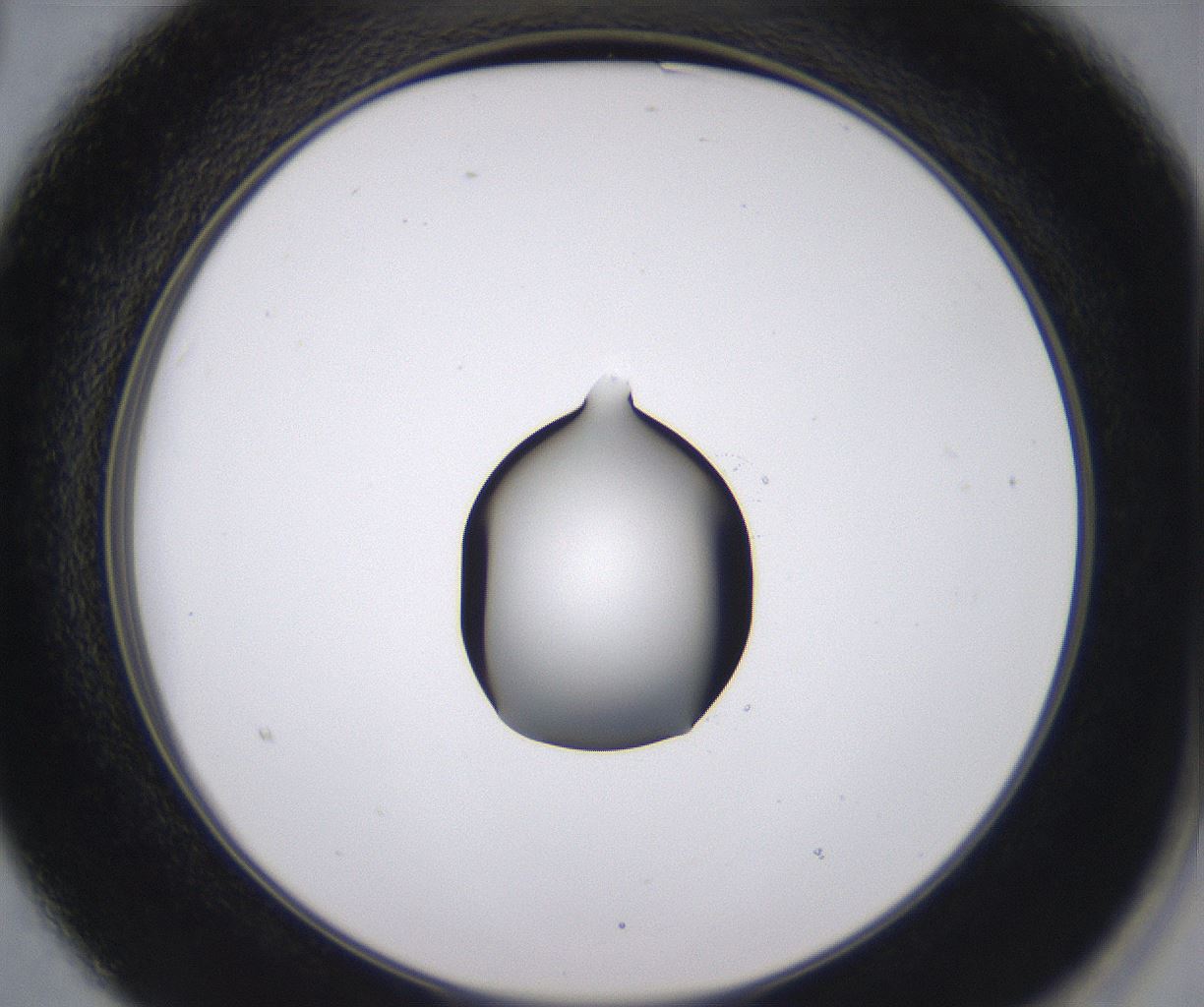 folderID535_plateID2535_batchID12511_wellNum15_profileID1_d2_r193089_ef.jpg