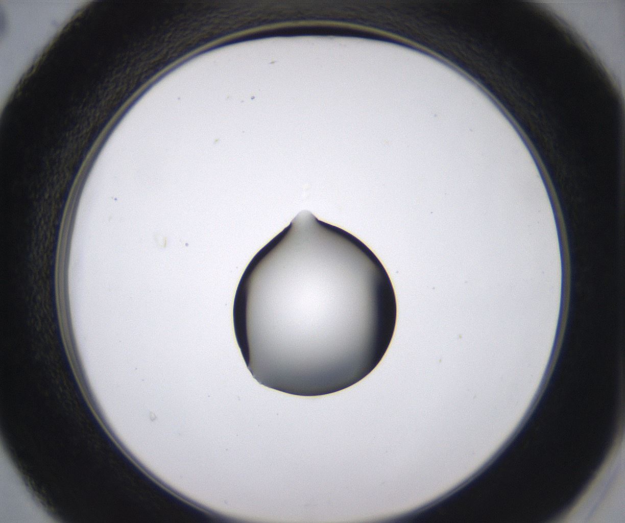 folderID535_plateID2535_batchID12511_wellNum40_profileID1_d2_r193139_ef.jpg