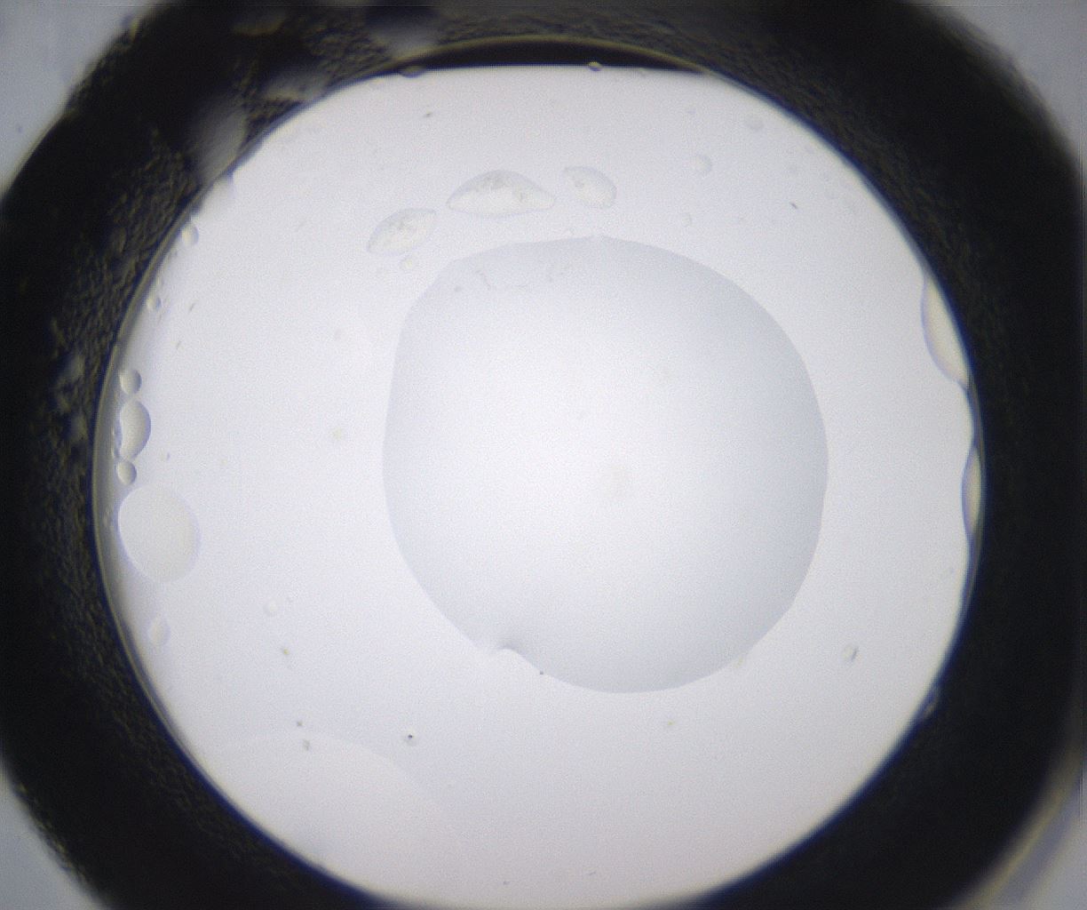 folderID535_plateID2535_batchID12511_wellNum52_profileID1_d2_r193163_ef.jpg