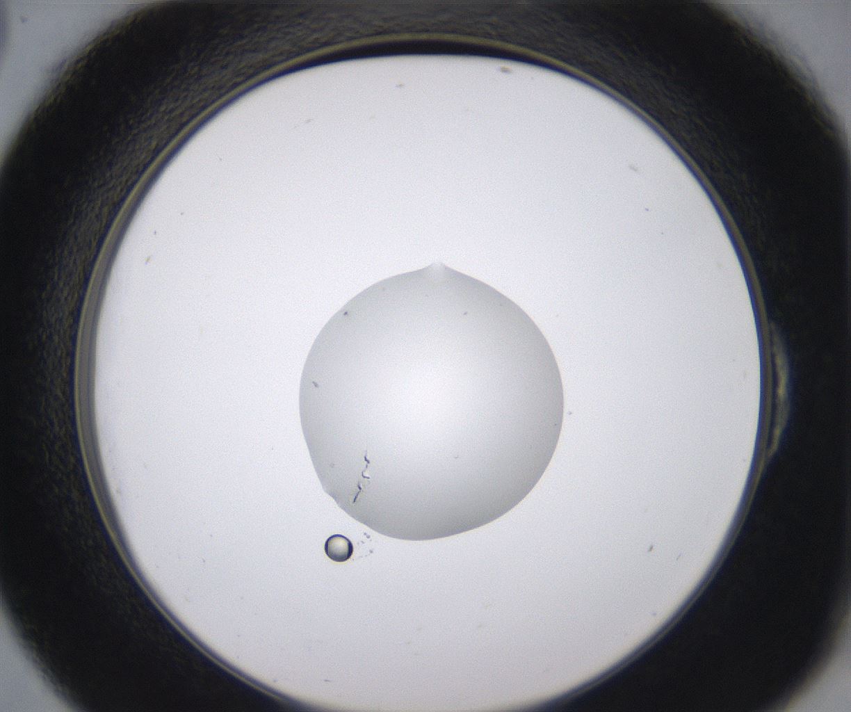 folderID535_plateID2535_batchID12511_wellNum54_profileID1_d2_r193167_ef.jpg