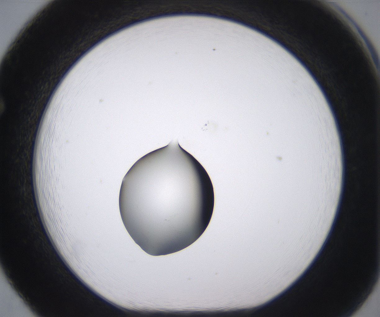 folderID535_plateID2535_batchID12511_wellNum65_profileID1_d1_r193188_ef.jpg