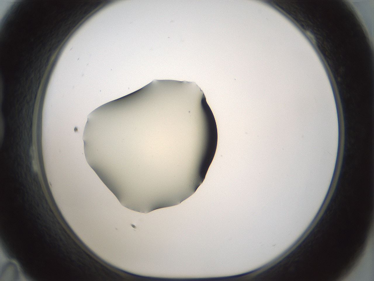 folderID536_plateID1536_batchID6248_wellNum23_profileID1_d1_r99552_ef.jpg