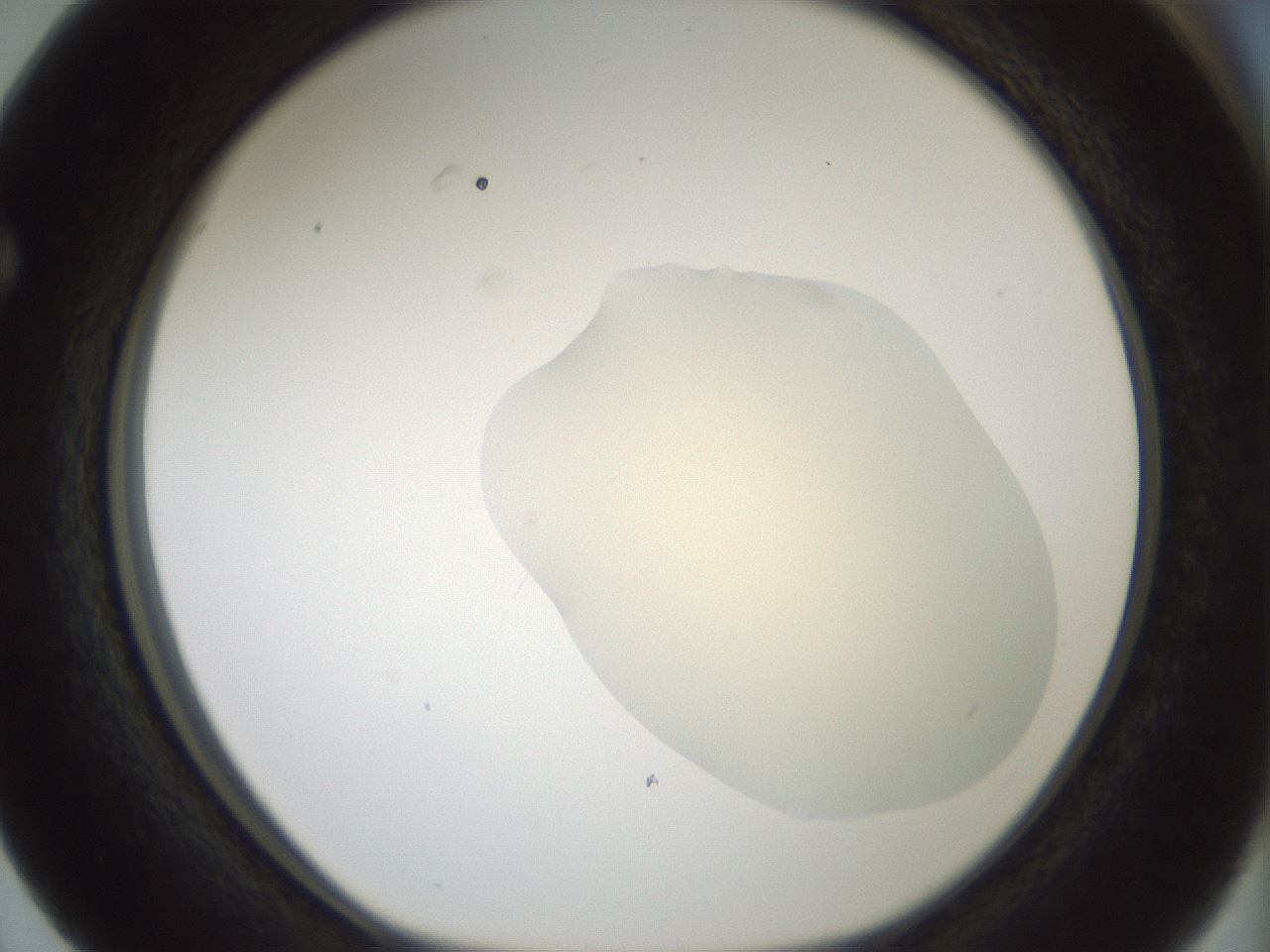 folderID536_plateID1536_batchID6248_wellNum63_profileID1_d1_r99592_ef.jpg