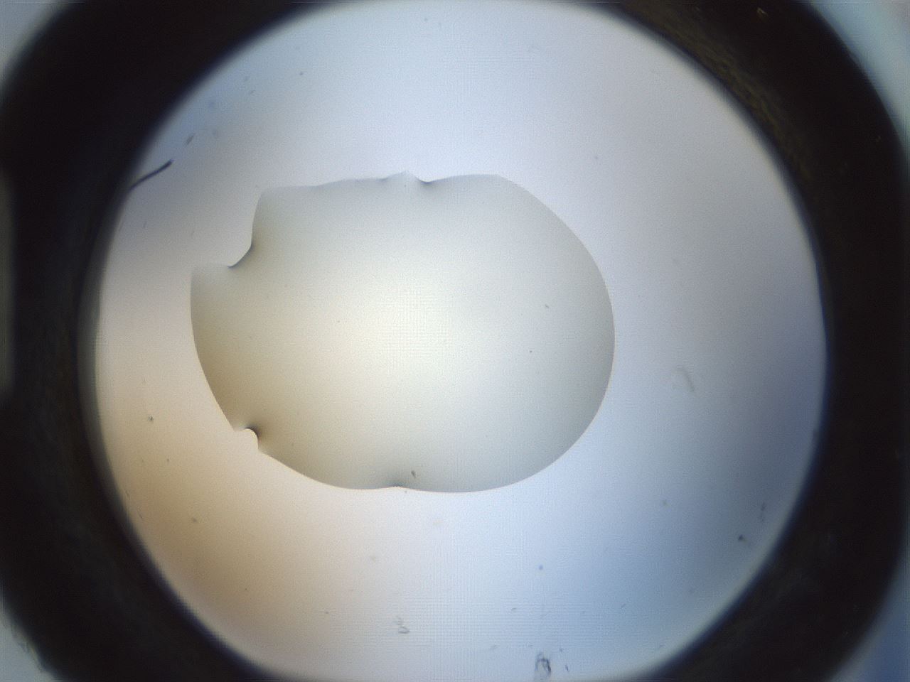 folderID536_plateID1536_batchID6248_wellNum92_profileID1_d1_r99621_ef.jpg