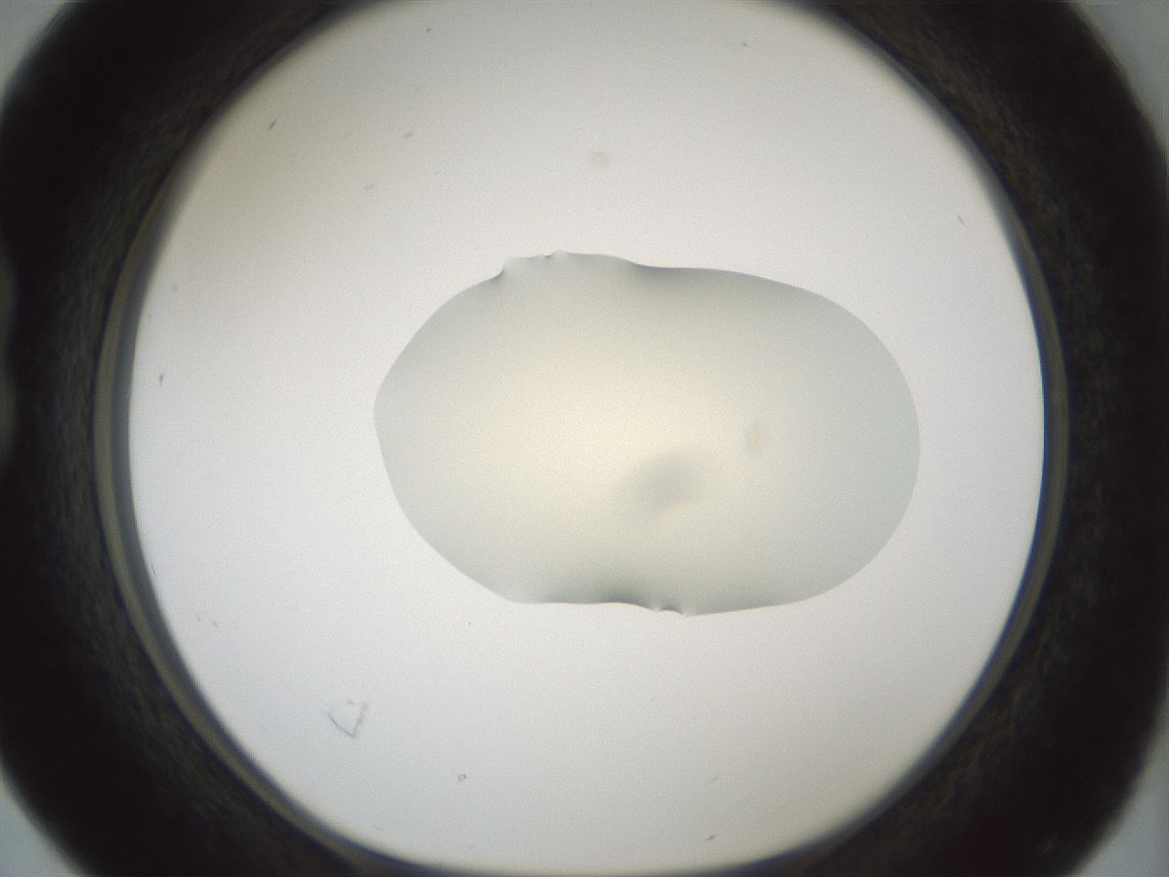 folderID536_plateID1536_batchID6248_wellNum16_profileID1_d1_r99545_ef.jpg
