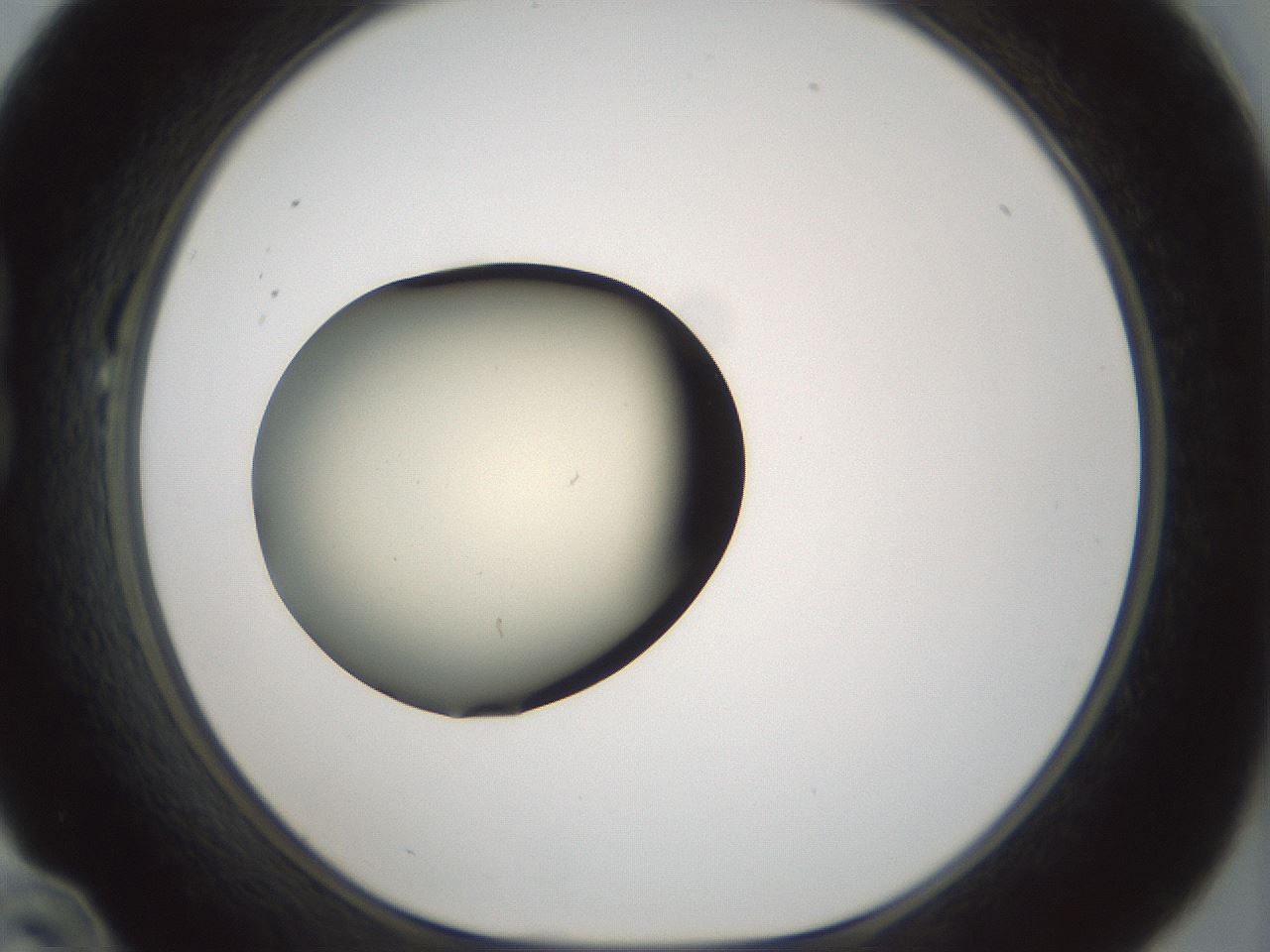folderID536_plateID1536_batchID6248_wellNum22_profileID1_d1_r99551_ef.jpg