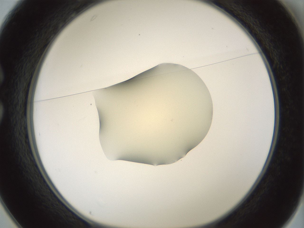 folderID536_plateID1536_batchID6248_wellNum25_profileID1_d1_r99554_ef.jpg