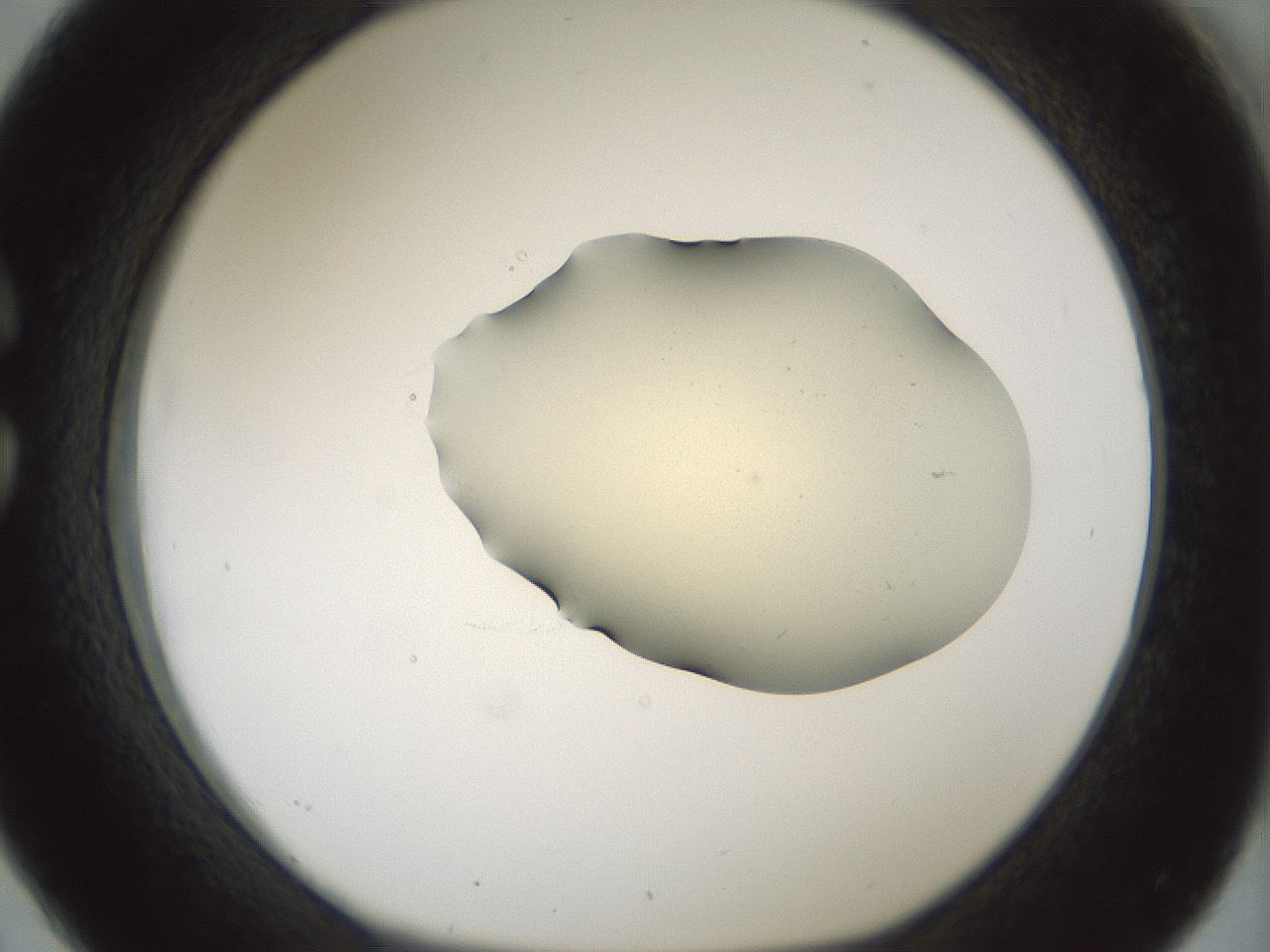 folderID536_plateID1536_batchID6248_wellNum26_profileID1_d1_r99555_ef.jpg