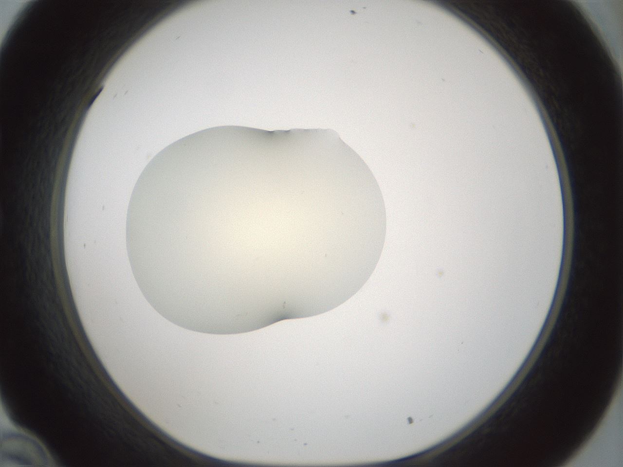 folderID536_plateID1536_batchID6248_wellNum34_profileID1_d1_r99563_ef.jpg