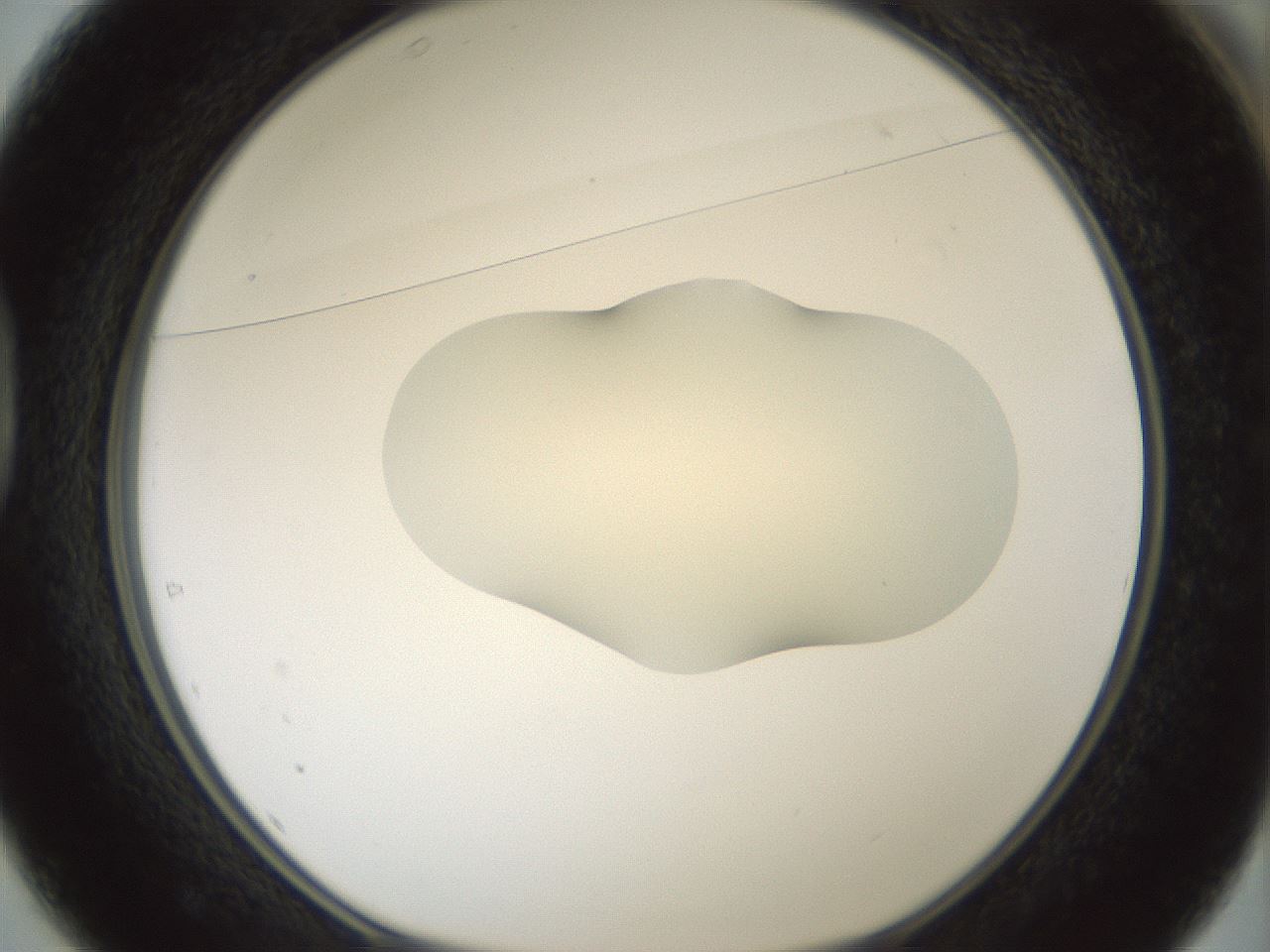 folderID536_plateID1536_batchID6248_wellNum37_profileID1_d1_r99566_ef.jpg