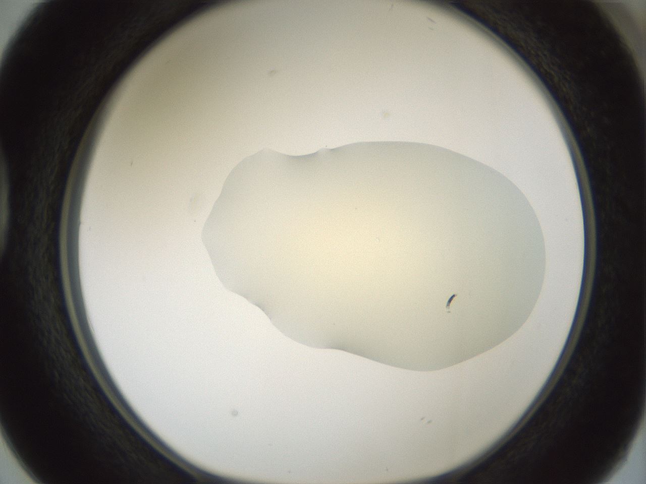 folderID536_plateID1536_batchID6248_wellNum38_profileID1_d1_r99567_ef.jpg