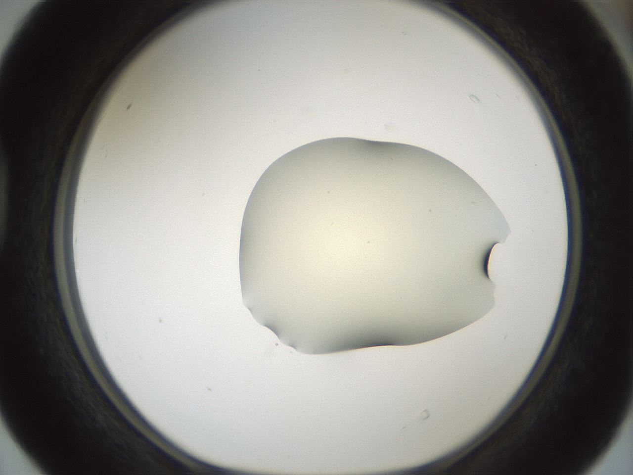folderID536_plateID1536_batchID6248_wellNum40_profileID1_d1_r99569_ef.jpg