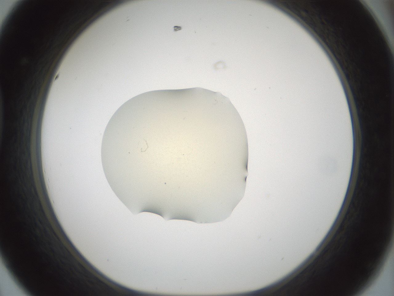 folderID536_plateID1536_batchID6248_wellNum44_profileID1_d1_r99573_ef.jpg