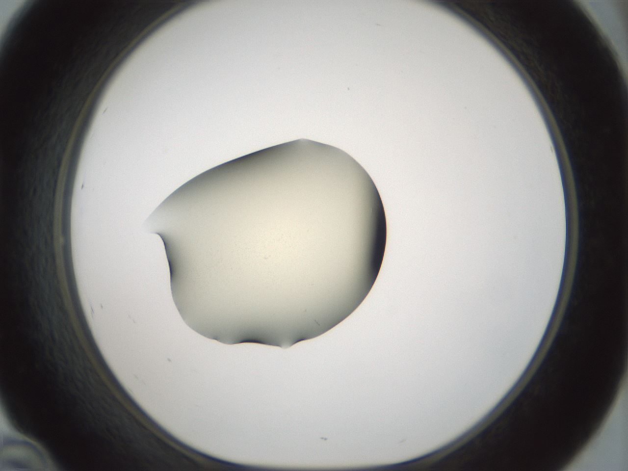 folderID536_plateID1536_batchID6248_wellNum46_profileID1_d1_r99575_ef.jpg