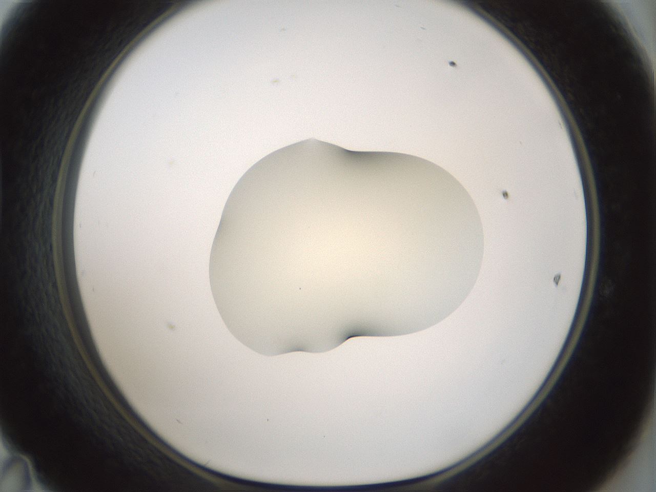 folderID536_plateID1536_batchID6248_wellNum47_profileID1_d1_r99576_ef.jpg