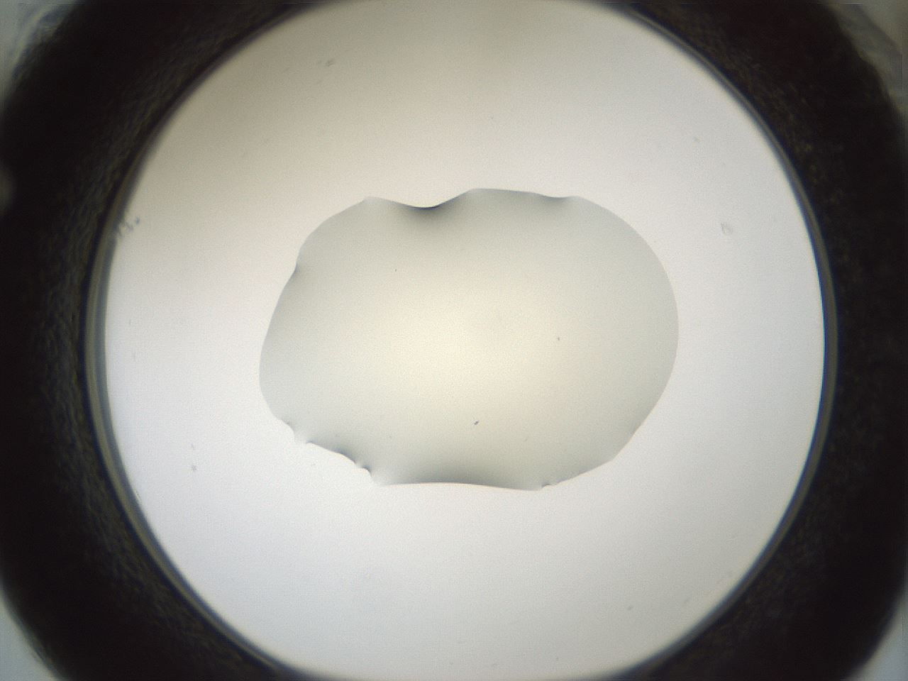 folderID536_plateID1536_batchID6248_wellNum61_profileID1_d1_r99590_ef.jpg