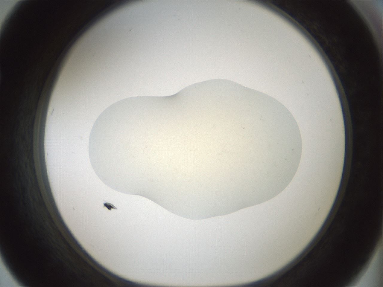 folderID536_plateID1536_batchID6248_wellNum67_profileID1_d1_r99596_ef.jpg