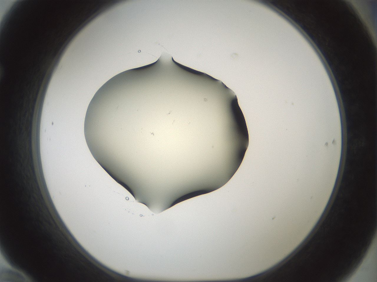 folderID536_plateID1536_batchID6248_wellNum70_profileID1_d1_r99599_ef.jpg