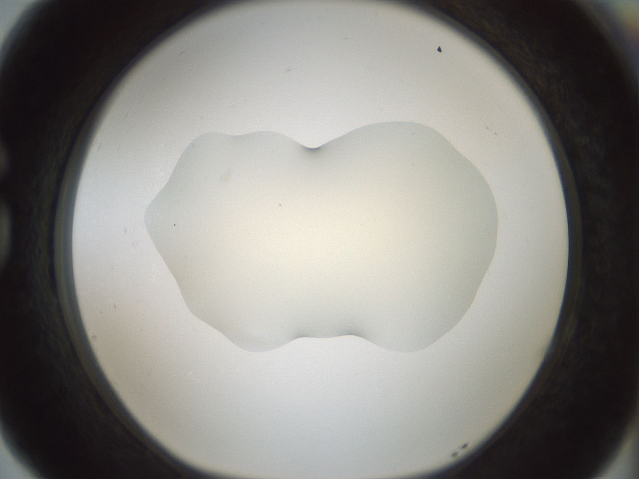 folderID536_plateID1536_batchID6248_wellNum77_profileID1_d1_r99606_ef.jpg