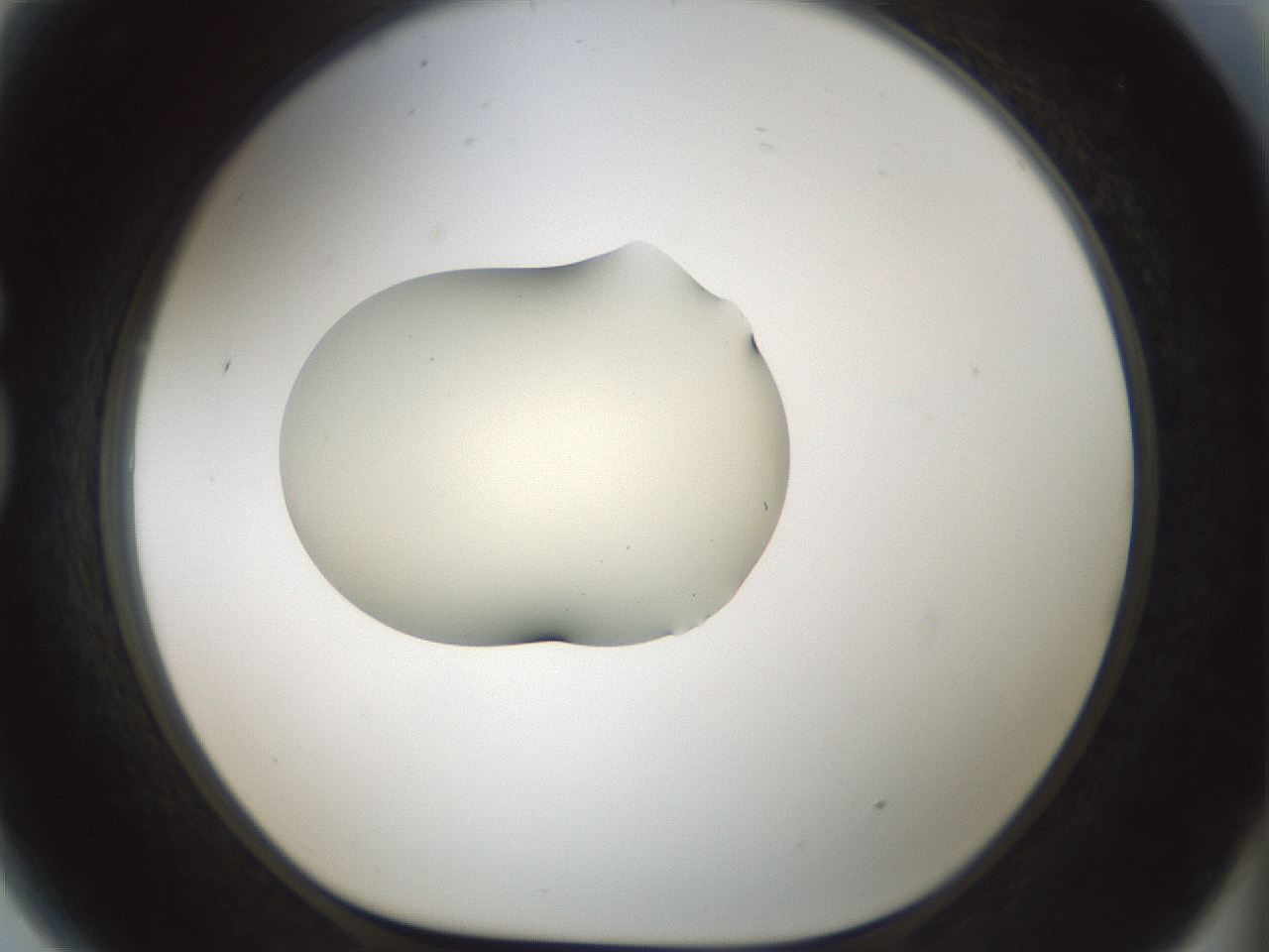 folderID536_plateID1536_batchID6248_wellNum81_profileID1_d1_r99610_ef.jpg