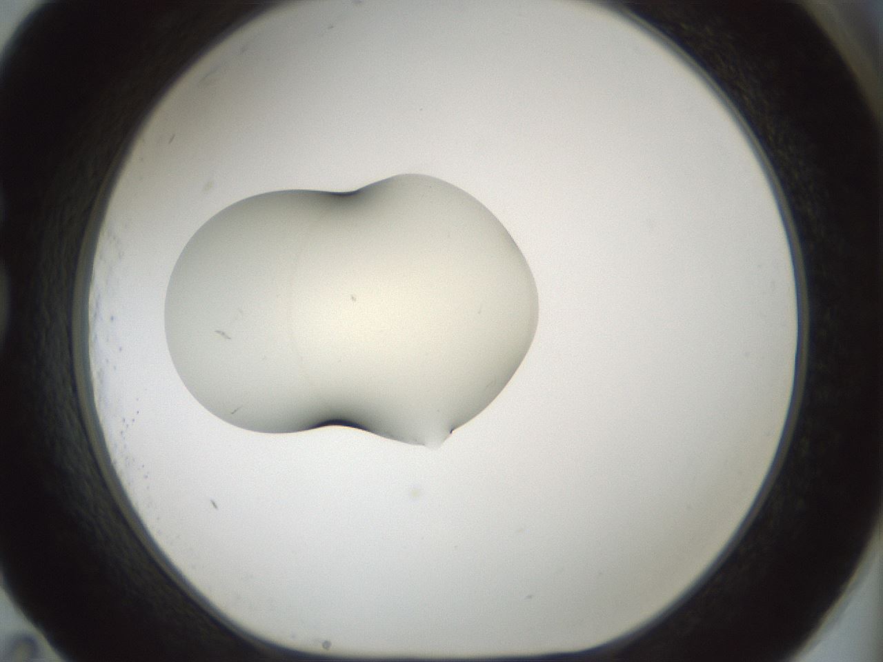 folderID536_plateID1536_batchID6248_wellNum83_profileID1_d1_r99612_ef.jpg