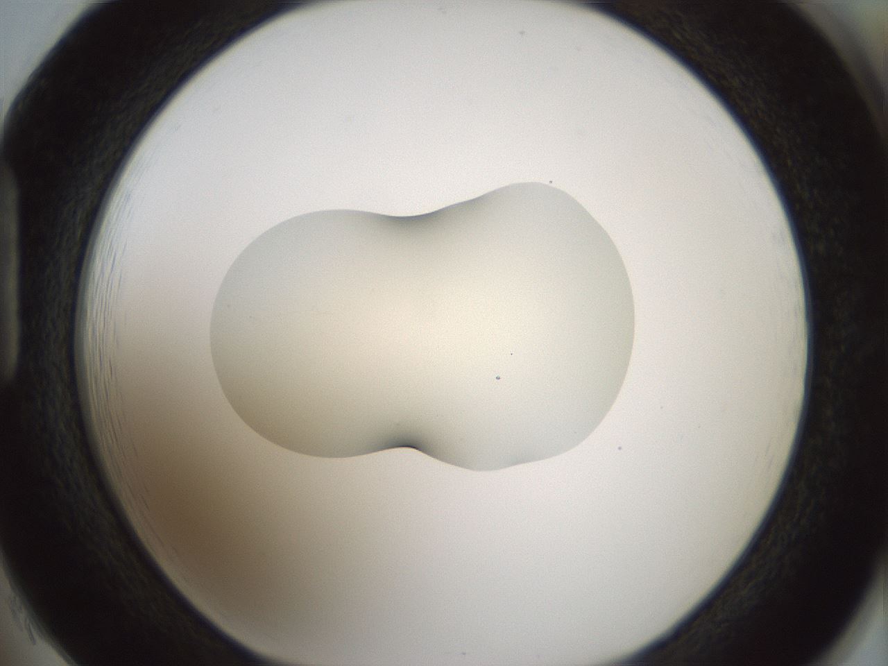 folderID536_plateID1536_batchID6248_wellNum85_profileID1_d1_r99614_ef.jpg