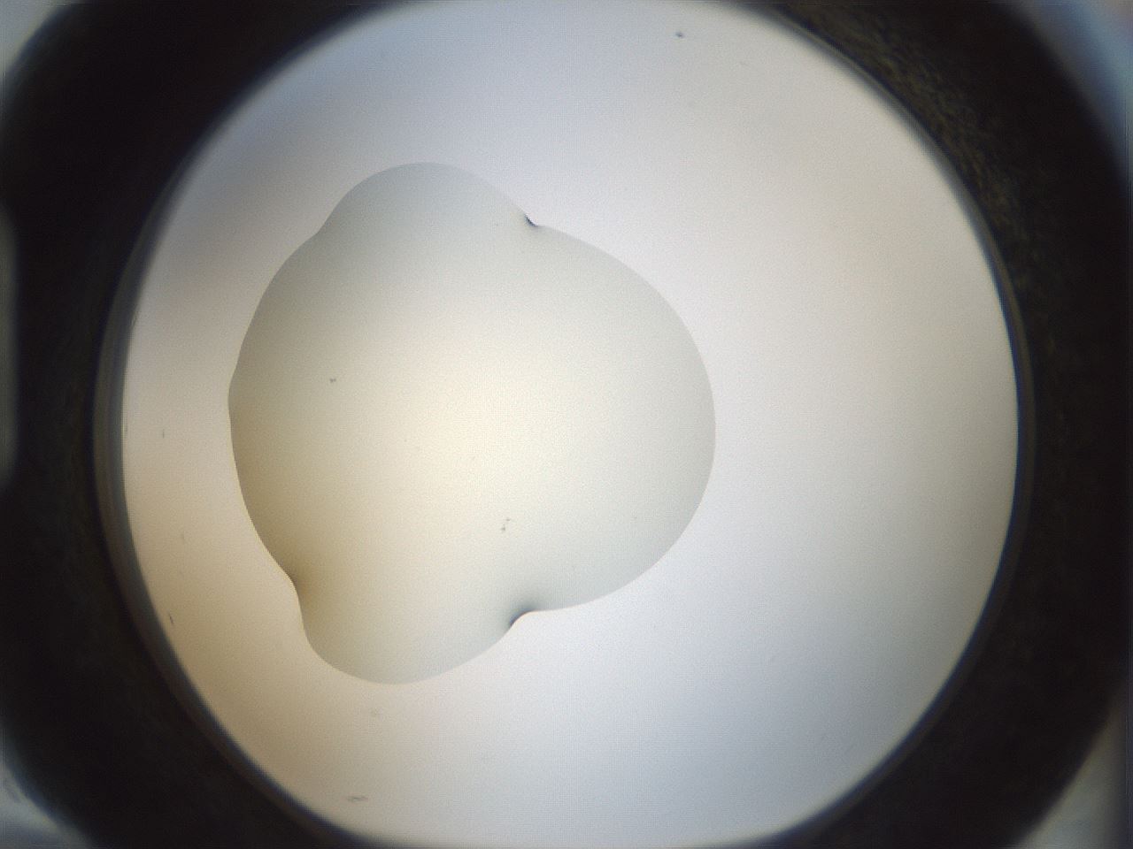 folderID536_plateID1536_batchID6248_wellNum94_profileID1_d1_r99623_ef.jpg