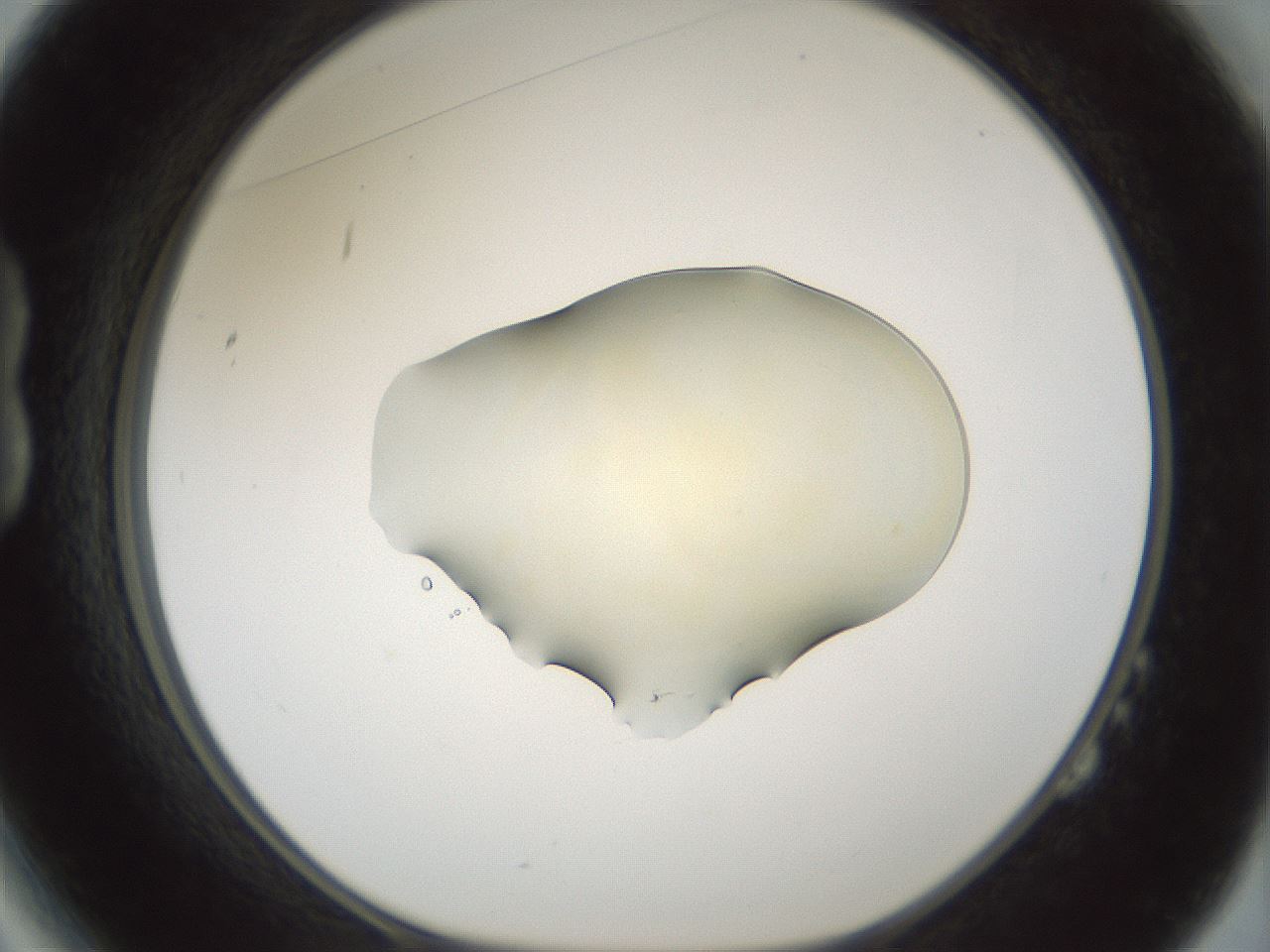 folderID537_plateID1537_batchID6250_wellNum14_profileID1_d1_r99639_ef.jpg