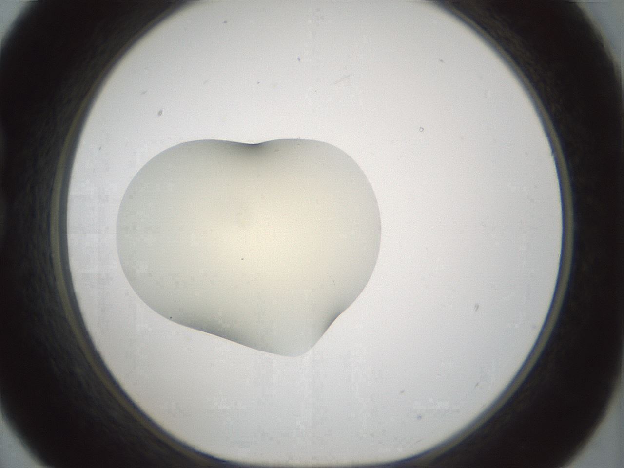 folderID537_plateID1537_batchID6250_wellNum21_profileID1_d1_r99646_ef.jpg