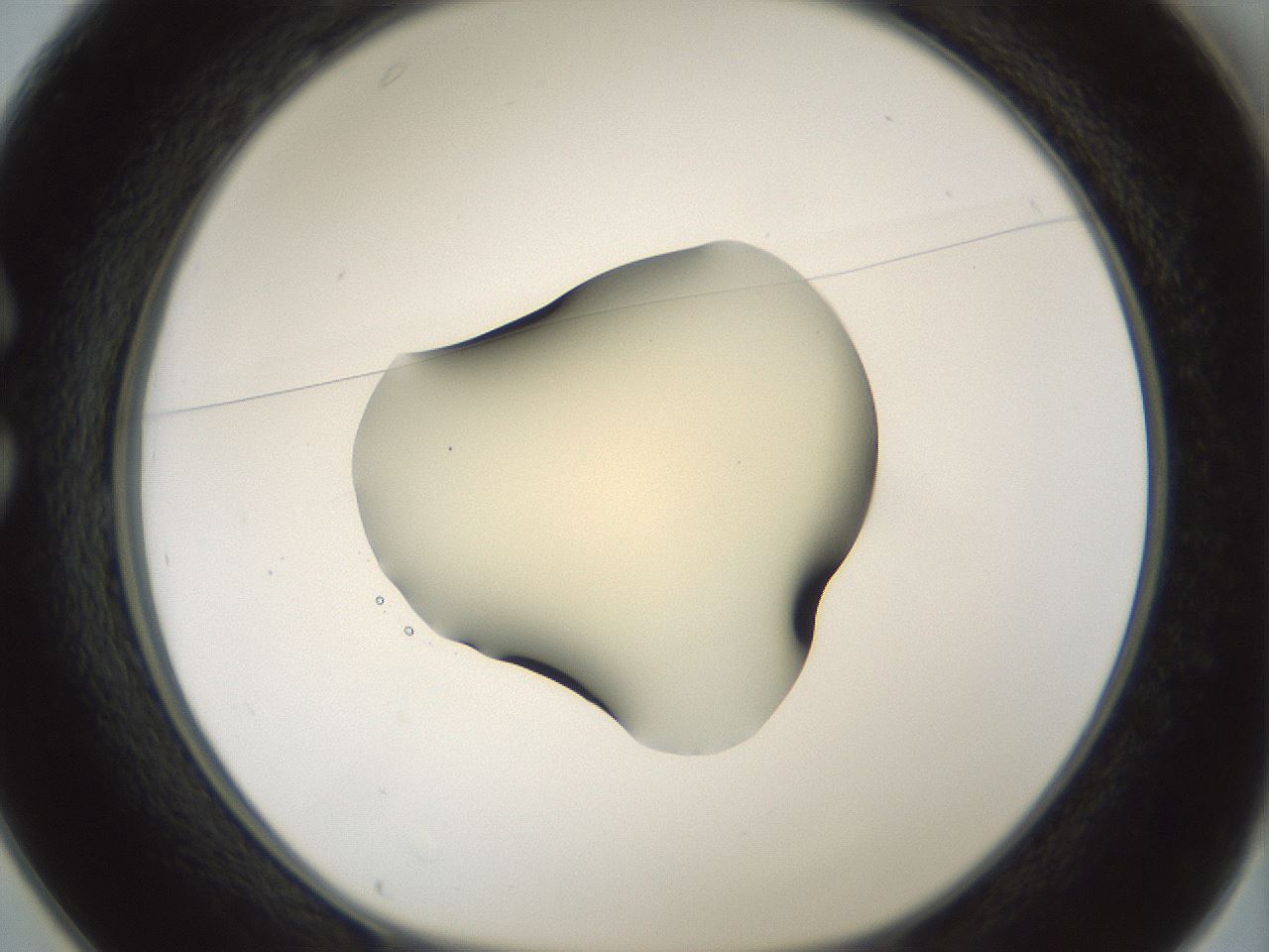 folderID537_plateID1537_batchID6250_wellNum25_profileID1_d1_r99650_ef.jpg
