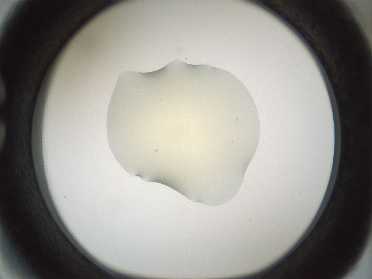 folderID537_plateID1537_batchID6250_wellNum27_profileID1_d1_r99652_ef.jpg