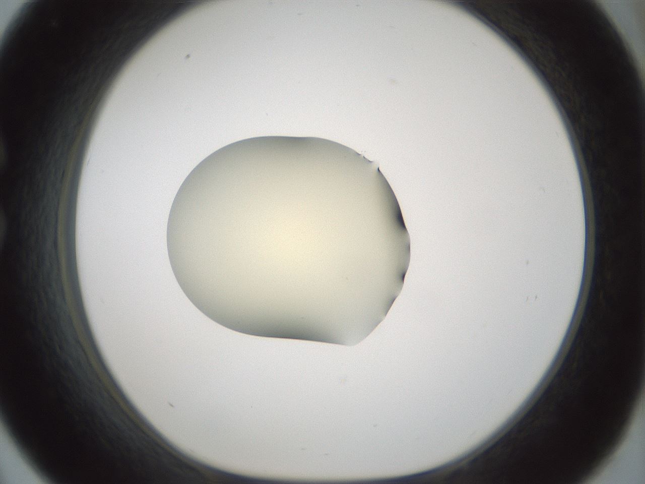 folderID537_plateID1537_batchID6250_wellNum33_profileID1_d1_r99658_ef.jpg
