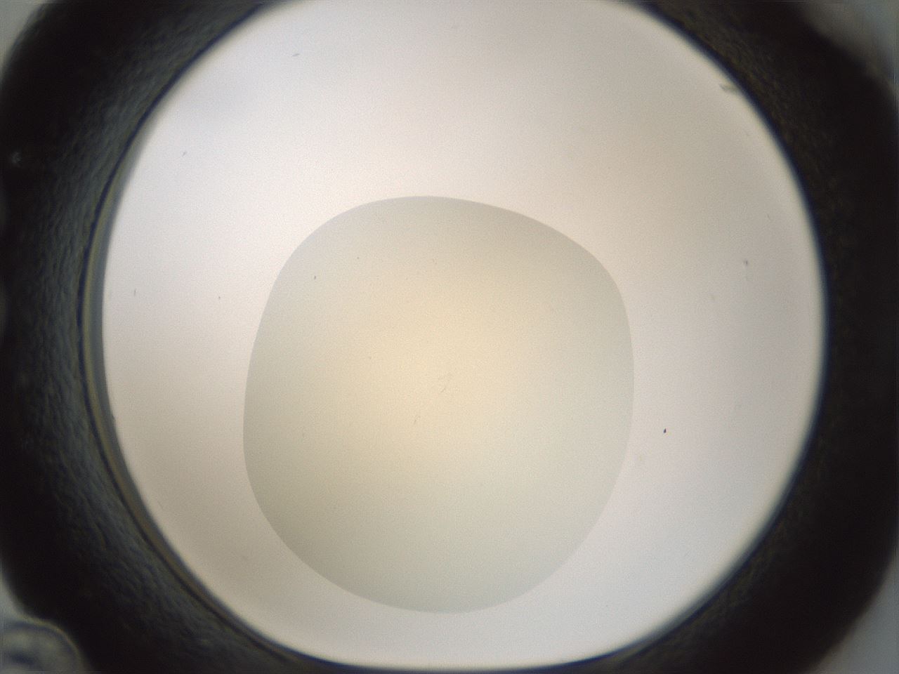 folderID537_plateID1537_batchID6250_wellNum36_profileID1_d1_r99661_ef.jpg