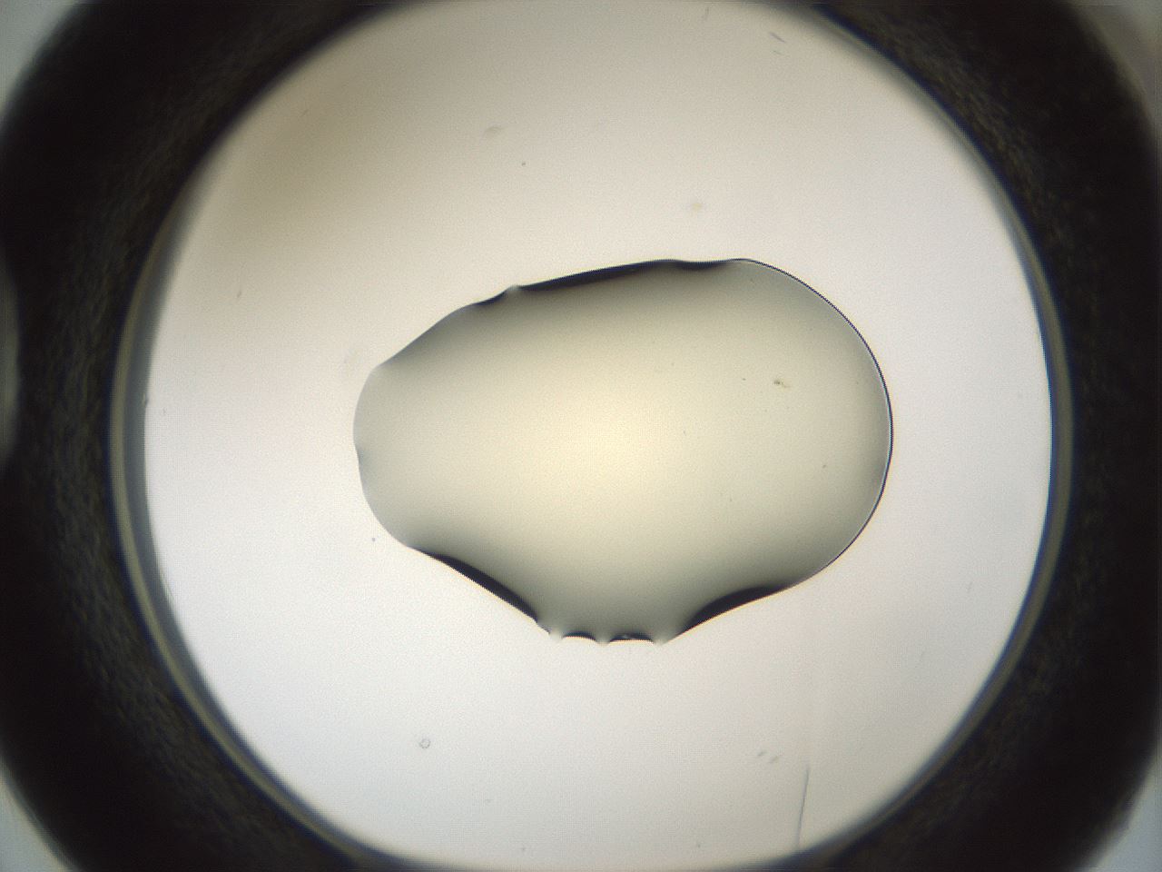 folderID537_plateID1537_batchID6250_wellNum38_profileID1_d1_r99663_ef.jpg