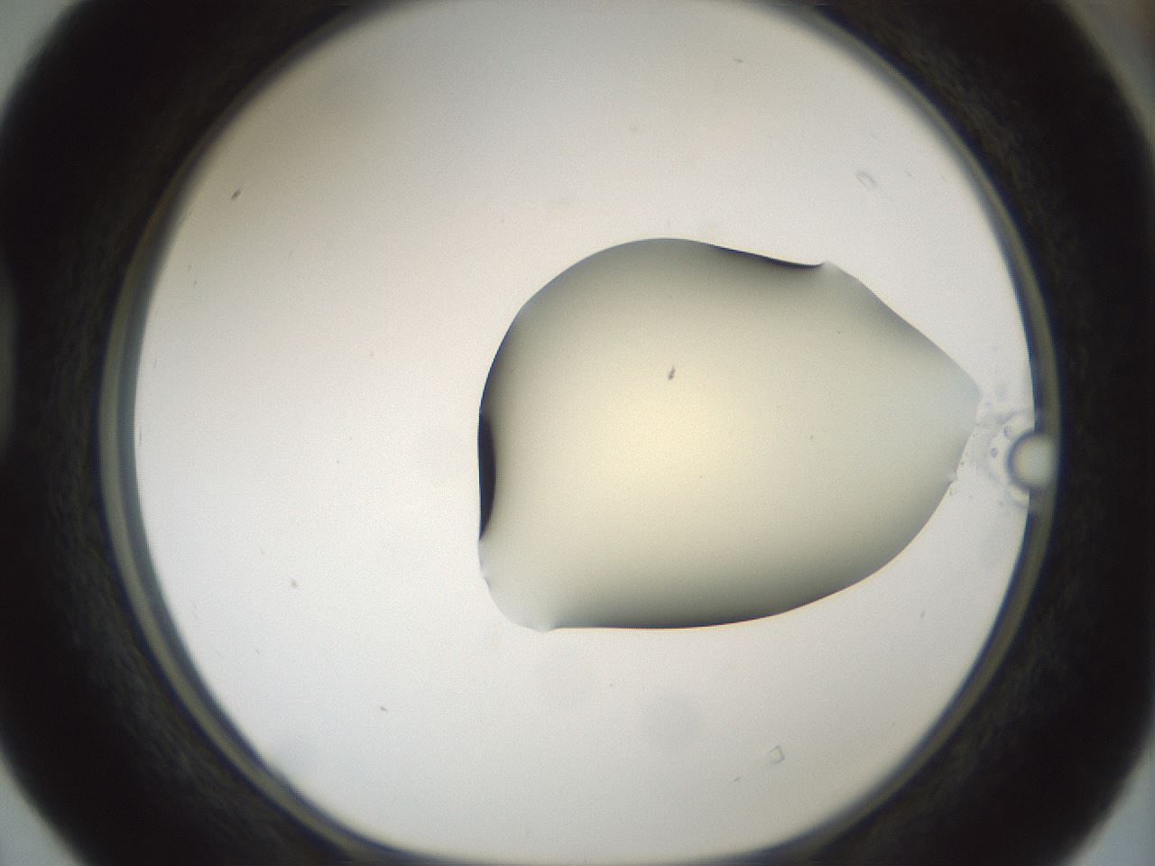 folderID537_plateID1537_batchID6250_wellNum40_profileID1_d1_r99665_ef.jpg