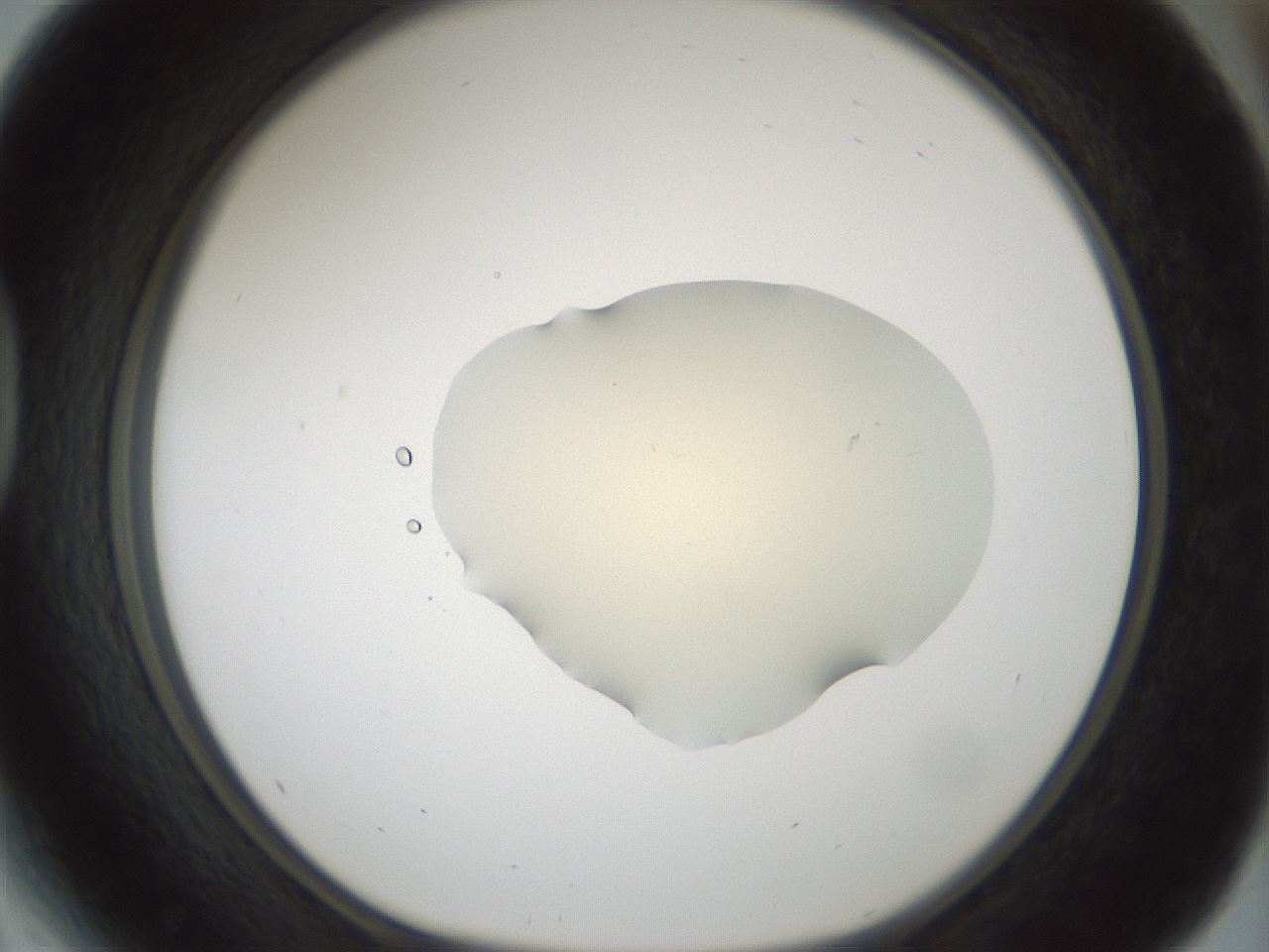folderID537_plateID1537_batchID6250_wellNum41_profileID1_d1_r99666_ef.jpg